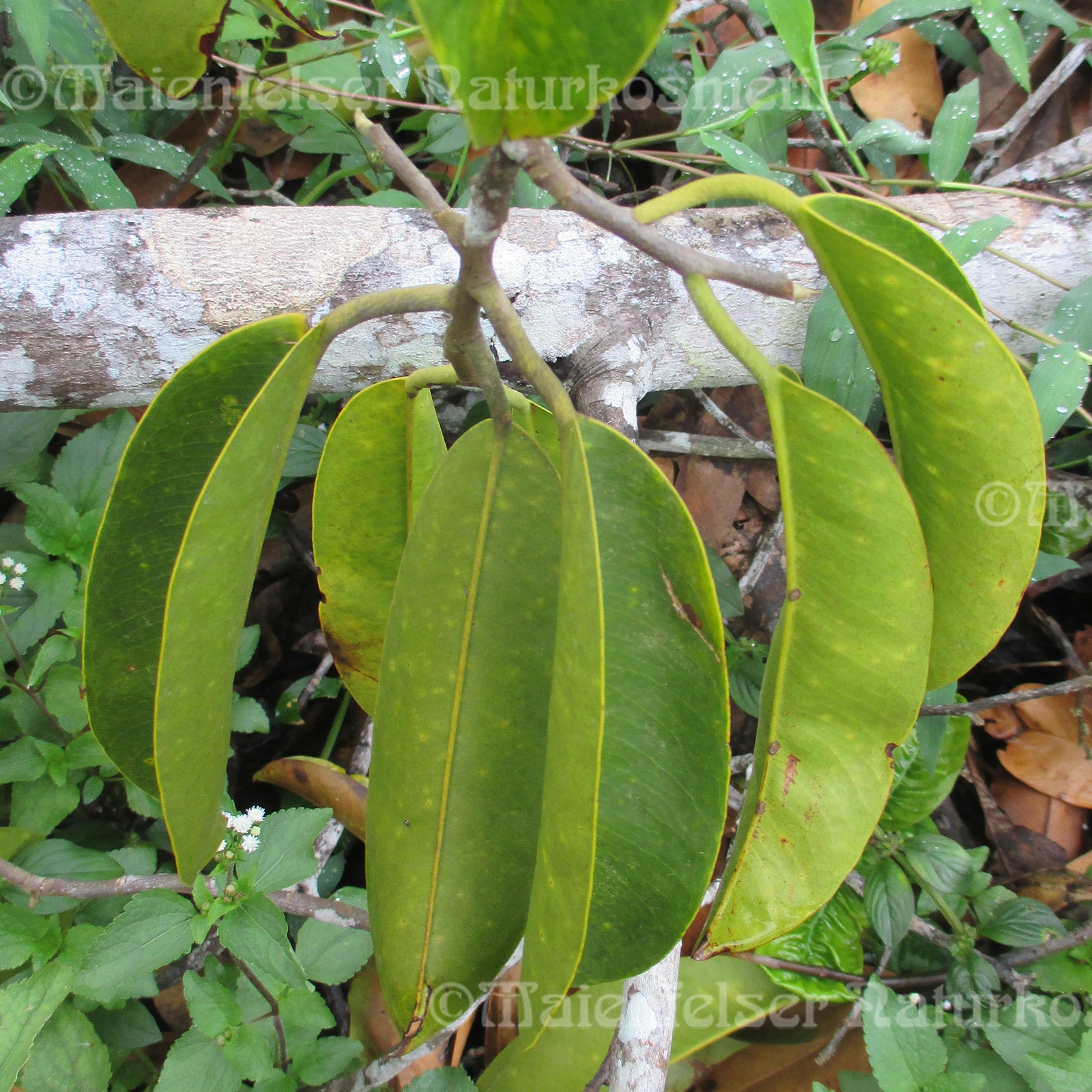 Adlerholz BIO (1 ml)