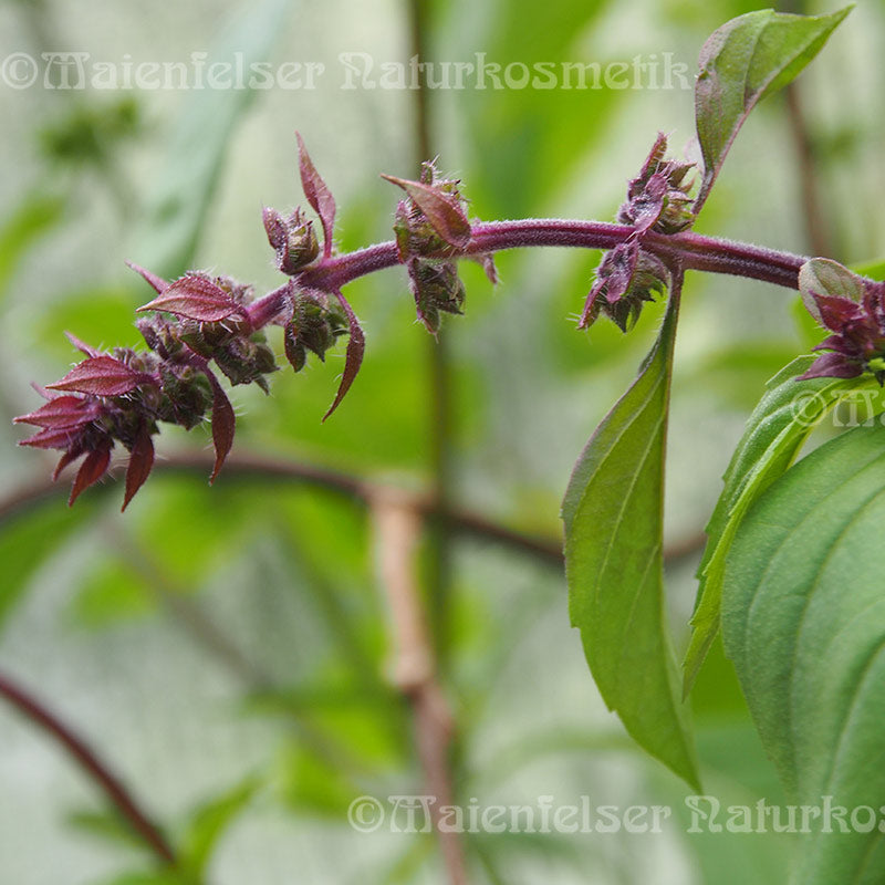 Basilikum extra (3 ml)