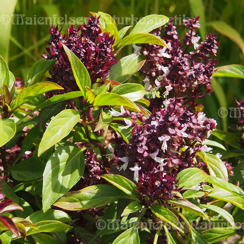 Basilikum BIO (2 ml)