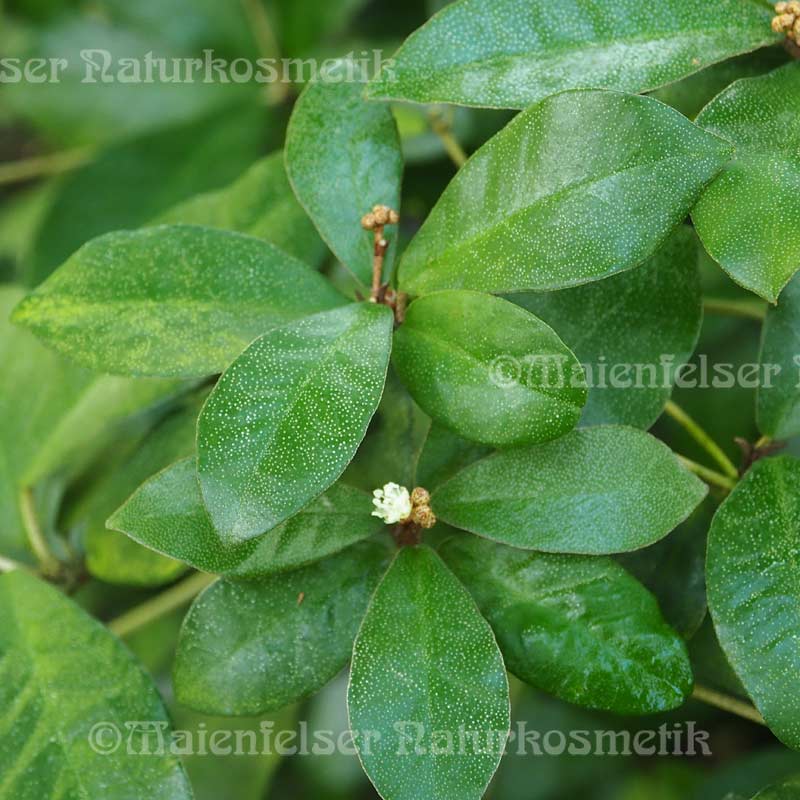 Croton 1a (Cascarilla) (1 ml)