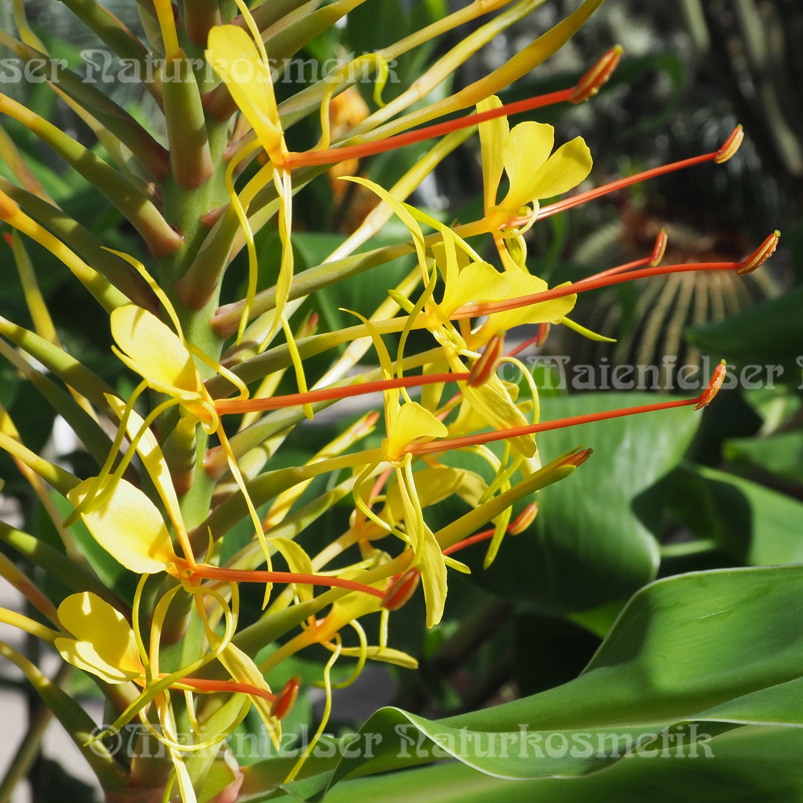 Schmetterlings-Ingwer-Wasser