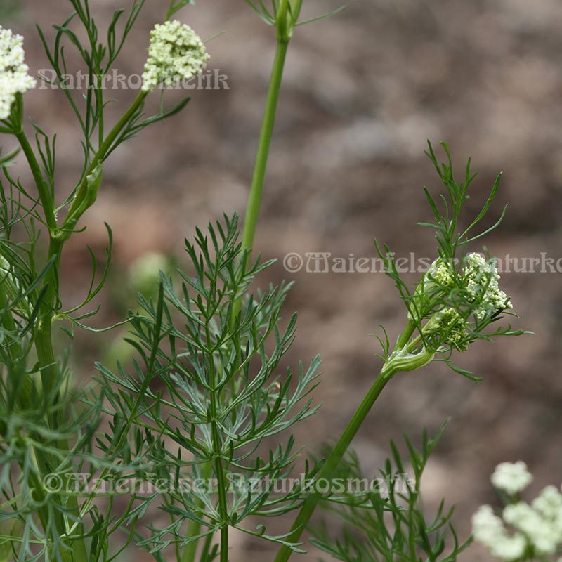 Kümmel spezial BIO (10 ml)