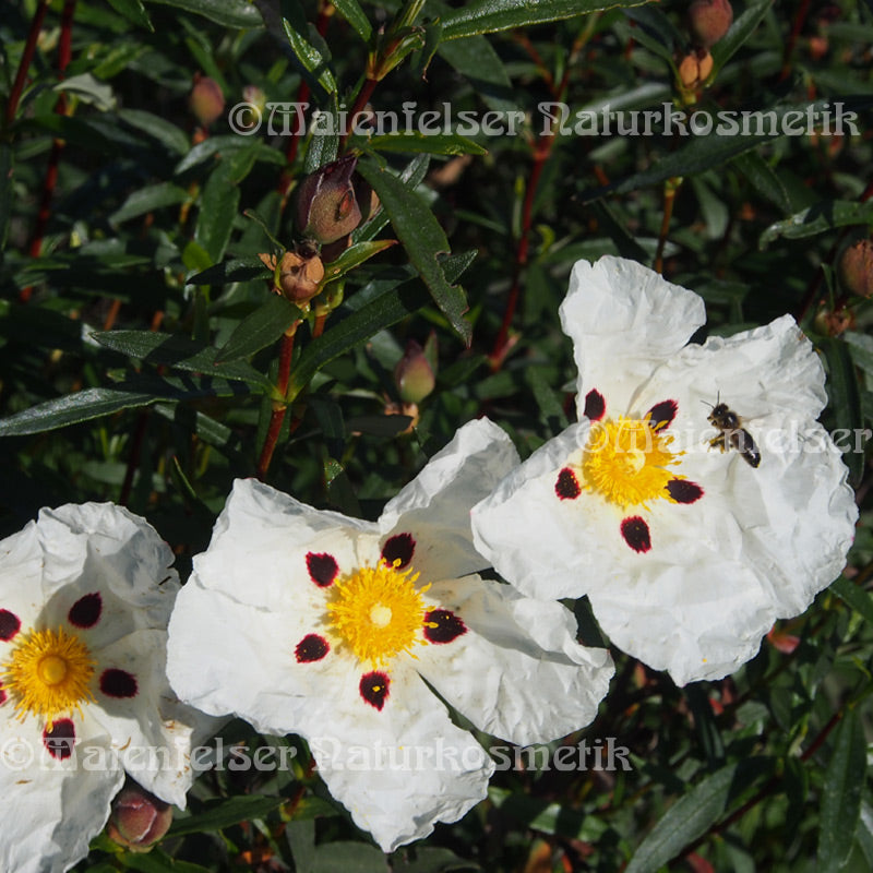 Cistrose (Labdanum abs.) 2ml