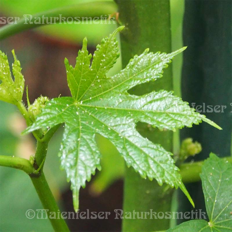 Moschuskörner CO2 (1 ml)