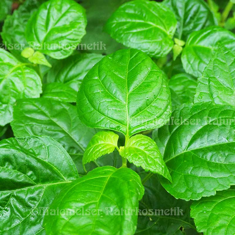 Patschouli super (10 ml)