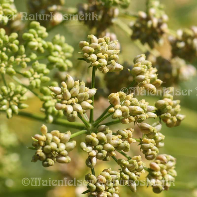Petersiliensamen CO2 (5 ml)