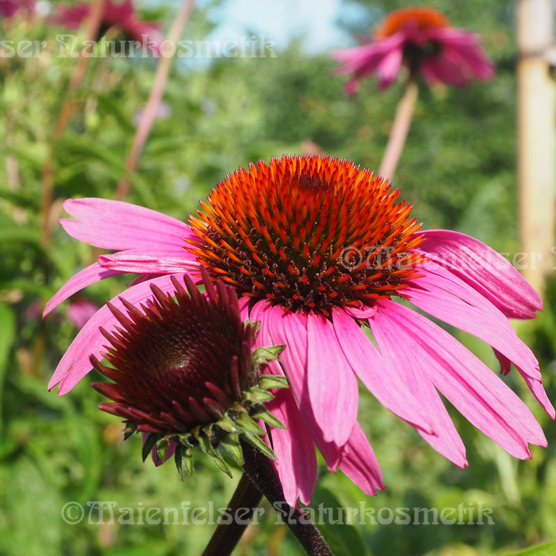 Sonnenhut (Purpursonnenhut) CO²  (2ml)