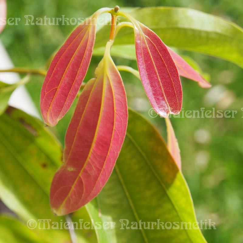 Zimtrinde ceyl. CO2 BIO (2 ml)