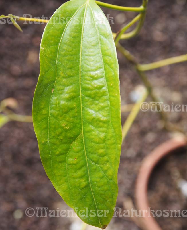 Zimtblätter BIO (10 ml)